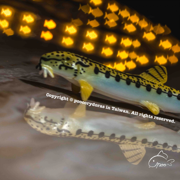 中華花鰍 鼠異缸好朋友模型公仔