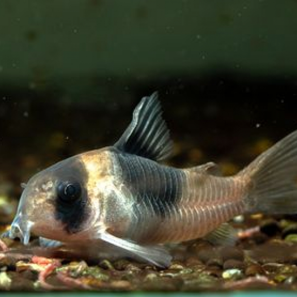 CW051超級雙色鼠寬版-寬斑大斑